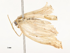  ( - CBG-A54424-D09)  @11 [ ] CreativeCommons - Attribution Share - Alike (2024) CBG Photography Group Centre for Biodiversity Genomics