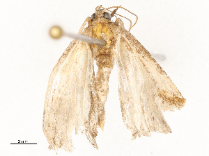  ( - CBG-A54424-D11)  @11 [ ] CreativeCommons - Attribution Share - Alike (2024) CBG Photography Group Centre for Biodiversity Genomics