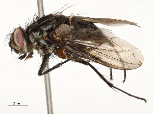  ( - CBG-A54424-F09)  @11 [ ] CreativeCommons - Attribution Share - Alike (2024) CBG Photography Group Centre for Biodiversity Genomics