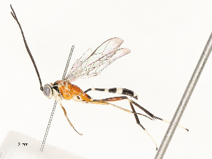  ( - CBG-A54424-H07)  @11 [ ] CreativeCommons - Attribution Share - Alike (2024) CBG Photography Group Centre for Biodiversity Genomics