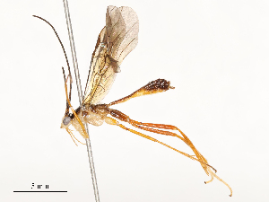  ( - CBG-A54429-B11)  @11 [ ] CreativeCommons - Attribution Share - Alike (2024) CBG Photography Group Centre for Biodiversity Genomics