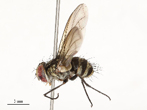  ( - CBG-A54429-D06)  @11 [ ] CreativeCommons - Attribution Share - Alike (2024) CBG Photography Group Centre for Biodiversity Genomics