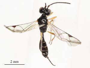  ( - CBG-A54430-H07)  @11 [ ] CreativeCommons - Attribution Share - Alike (2024) CBG Photography Group Centre for Biodiversity Genomics