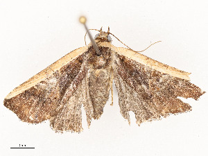  ( - CBG-A54431-E11)  @11 [ ] CreativeCommons - Attribution Share - Alike (2024) CBG Photography Group Centre for Biodiversity Genomics