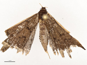  ( - CBG-A54431-E12)  @11 [ ] CreativeCommons - Attribution Share - Alike (2024) CBG Photography Group Centre for Biodiversity Genomics