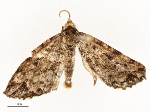  ( - CBG-A54432-D12)  @11 [ ] CreativeCommons - Attribution Share - Alike (2024) CBG Photography Group Centre for Biodiversity Genomics