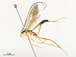  ( - CBG-A54437-A04)  @11 [ ] CreativeCommons - Attribution Share - Alike (2024) CBG Photography Group Centre for Biodiversity Genomics