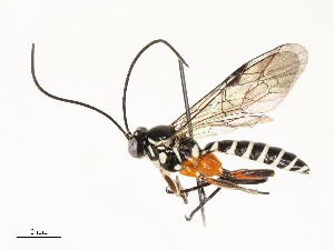  ( - CBG-A54437-B08)  @11 [ ] CreativeCommons - Attribution Share - Alike (2024) CBG Photography Group Centre for Biodiversity Genomics