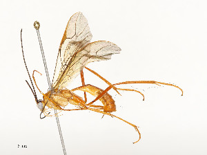  (Austrozele malaise6631 - CBG-A54437-B10)  @11 [ ] CreativeCommons - Attribution Share - Alike (2024) CBG Photography Group Centre for Biodiversity Genomics