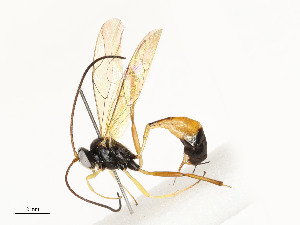  ( - CBG-A54437-B12)  @11 [ ] CreativeCommons - Attribution Share - Alike (2024) CBG Photography Group Centre for Biodiversity Genomics