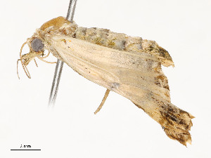  ( - CBG-A54437-H09)  @11 [ ] CreativeCommons - Attribution Share - Alike (2024) CBG Photography Group Centre for Biodiversity Genomics