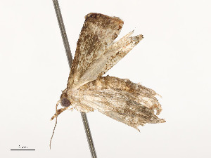  ( - CBG-A54438-A10)  @11 [ ] CreativeCommons - Attribution Share - Alike (2024) CBG Photography Group Centre for Biodiversity Genomics