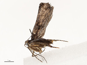  ( - CBG-A54438-B04)  @11 [ ] CreativeCommons - Attribution Share - Alike (2024) CBG Photography Group Centre for Biodiversity Genomics