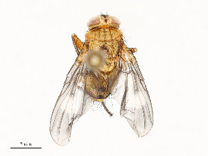  ( - CBG-A54438-B08)  @11 [ ] CreativeCommons - Attribution Share - Alike (2024) CBG Photography Group Centre for Biodiversity Genomics