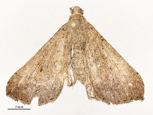  (Scopifera Malaise4162 - CBG-A54438-B11)  @11 [ ] CreativeCommons - Attribution Share - Alike (2024) CBG Photography Group Centre for Biodiversity Genomics