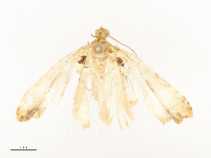  ( - CBG-A54438-B12)  @11 [ ] CreativeCommons - Attribution Share - Alike (2024) CBG Photography Group Centre for Biodiversity Genomics