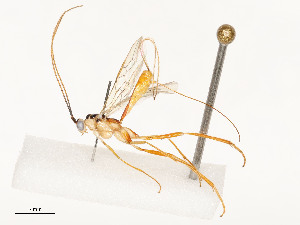  ( - CBG-A54440-G04)  @11 [ ] CreativeCommons - Attribution Share - Alike (2024) CBG Photography Group Centre for Biodiversity Genomics