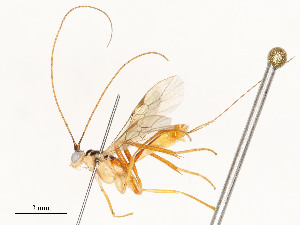  ( - CBG-A54440-H10)  @11 [ ] CreativeCommons - Attribution Share - Alike (2024) CBG Photography Group Centre for Biodiversity Genomics