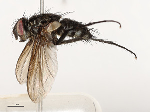  ( - CBG-A54475-A03)  @11 [ ] CreativeCommons - Attribution Share - Alike (2024) CBG Photography Group Centre for Biodiversity Genomics