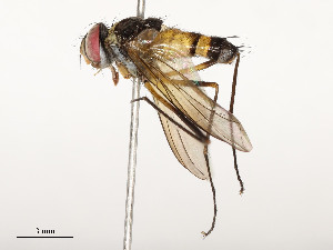  ( - CBG-A54475-A09)  @11 [ ] CreativeCommons - Attribution Share - Alike (2024) CBG Photography Group Centre for Biodiversity Genomics