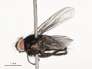  ( - CBG-A54475-B02)  @11 [ ] CreativeCommons - Attribution Share - Alike (2024) CBG Photography Group Centre for Biodiversity Genomics