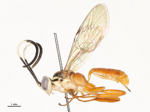  ( - CBG-A54476-B12)  @11 [ ] CreativeCommons - Attribution Share - Alike (2024) CBG Photography Group Centre for Biodiversity Genomics