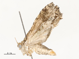  (tortMalaise3861 malaise3861 - CBG-A54477-B05)  @11 [ ] CreativeCommons - Attribution Share - Alike (2024) CBG Photography Group Centre for Biodiversity Genomics