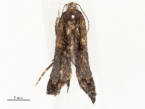  ( - CBG-A54477-C01)  @11 [ ] CreativeCommons - Attribution Share - Alike (2024) CBG Photography Group Centre for Biodiversity Genomics