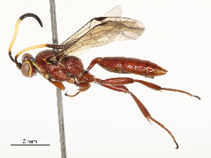  ( - CBG-A54479-C11)  @11 [ ] CreativeCommons - Attribution Share - Alike (2024) CBG Photography Group Centre for Biodiversity Genomics