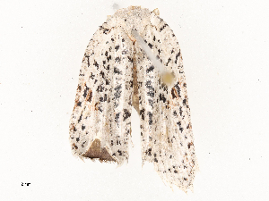  (tortMalaise9432 Malaise9432 - CBG-A54479-D10)  @11 [ ] CreativeCommons - Attribution Share - Alike (2024) CBG Photography Group Centre for Biodiversity Genomics