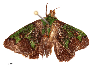  ( - CBG-A54479-E06)  @11 [ ] CreativeCommons - Attribution Share - Alike (2024) CBG Photography Group Centre for Biodiversity Genomics