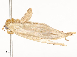  ( - CBG-A54479-G01)  @11 [ ] CreativeCommons - Attribution Share - Alike (2024) CBG Photography Group Centre for Biodiversity Genomics