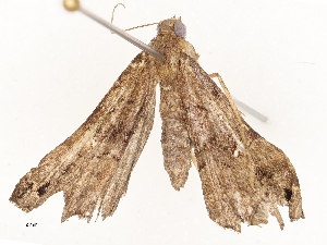  (Scopifera Malaise0607 - CBG-A54479-G11)  @11 [ ] CreativeCommons - Attribution Share - Alike (2024) CBG Photography Group Centre for Biodiversity Genomics