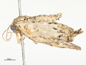  ( - CBG-A54480-A02)  @11 [ ] CreativeCommons - Attribution Share - Alike (2024) CBG Photography Group Centre for Biodiversity Genomics