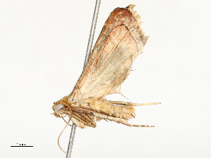  (chryBioLep01 BioaMalaise6674 - CBG-A54480-A04)  @11 [ ] CreativeCommons - Attribution Share - Alike (2024) CBG Photography Group Centre for Biodiversity Genomics