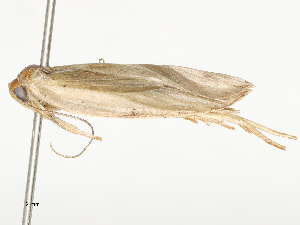  ( - CBG-A54480-A05)  @11 [ ] CreativeCommons - Attribution Share - Alike (2024) CBG Photography Group Centre for Biodiversity Genomics