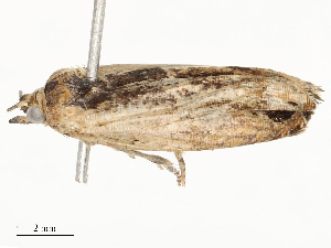 (tortBioLep1646 - CBG-A54480-B07)  @11 [ ] CreativeCommons - Attribution Share - Alike (2024) CBG Photography Group Centre for Biodiversity Genomics