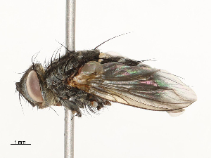  ( - CBG-A54480-D05)  @11 [ ] CreativeCommons - Attribution Share - Alike (2024) CBG Photography Group Centre for Biodiversity Genomics