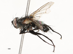  ( - CBG-A54480-H04)  @11 [ ] CreativeCommons - Attribution Share - Alike (2024) CBG Photography Group Centre for Biodiversity Genomics