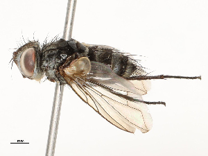  ( - CBG-A54480-H09)  @11 [ ] CreativeCommons - Attribution Share - Alike (2024) CBG Photography Group Centre for Biodiversity Genomics