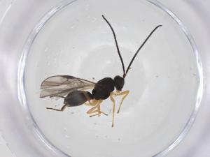  ( - CBG-A54592-E09)  @11 [ ] CreativeCommons - Attribution Share - Alike (2024) Centre for Biodiversity Genomics Centre for Biodiversity Genomics