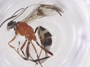  ( - CBG-A54593-B03)  @11 [ ] CreativeCommons - Attribution Share - Alike (2024) Centre for Biodiversity Genomics Centre for Biodiversity Genomics