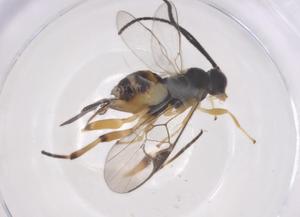 (Hypomicrogaster Janzen15 - CBG-A54593-D07)  @11 [ ] CreativeCommons - Attribution Share - Alike (2024) Centre for Biodiversity Genomics Centre for Biodiversity Genomics