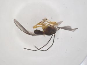  ( - CBG-A54594-B08)  @11 [ ] CreativeCommons - Attribution Share - Alike (2024) Centre for Biodiversity Genomics Centre for Biodiversity Genomics