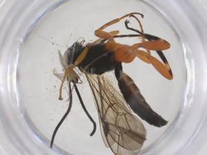  ( - CBG-A54594-E08)  @11 [ ] CreativeCommons - Attribution Share - Alike (2024) Centre for Biodiversity Genomics Centre for Biodiversity Genomics