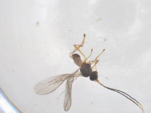  ( - CBG-A54594-E11)  @11 [ ] CreativeCommons - Attribution Share - Alike (2024) Centre for Biodiversity Genomics Centre for Biodiversity Genomics