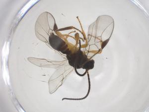  ( - CBG-A54594-G03)  @11 [ ] CreativeCommons - Attribution Share - Alike (2024) Centre for Biodiversity Genomics Centre for Biodiversity Genomics