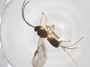  ( - CBG-A54594-G05)  @11 [ ] CreativeCommons - Attribution Share - Alike (2024) Centre for Biodiversity Genomics Centre for Biodiversity Genomics