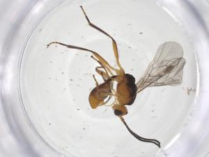  ( - CBG-A54595-H10)  @11 [ ] CreativeCommons - Attribution Share - Alike (2024) Centre for Biodiversity Genomics Centre for Biodiversity Genomics