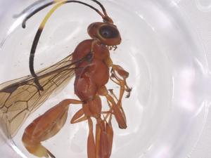  ( - CBG-A54596-G05)  @11 [ ] CreativeCommons - Attribution Share - Alike (2024) Centre for Biodiversity Genomics Centre for Biodiversity Genomics